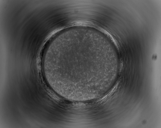 X0000103321019200810171356