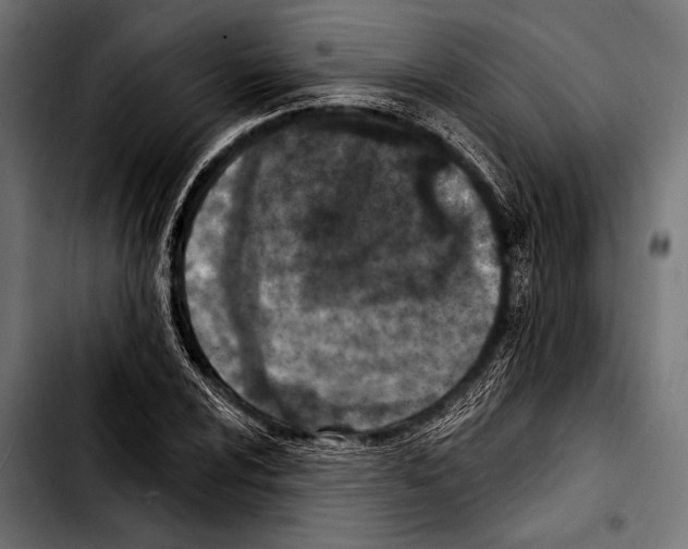 X0000103321024200810171356