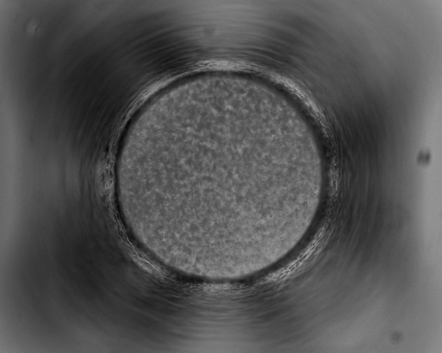 X0000103321025200810171356