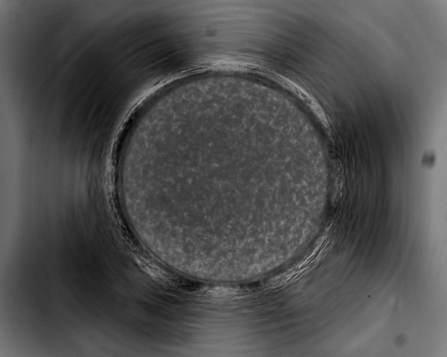 X0000103321027200810171356