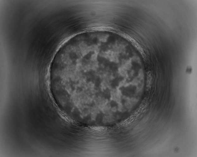 X0000103321031200810171356