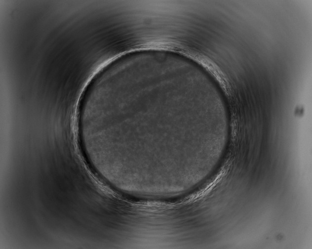 X0000103321077200810171356