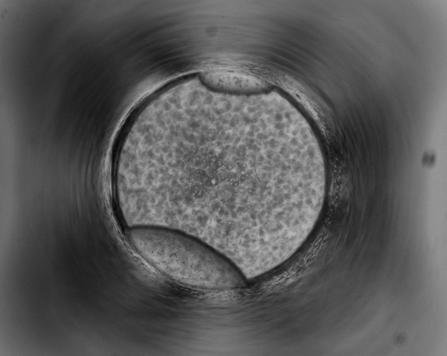 X0000103321080200810171356