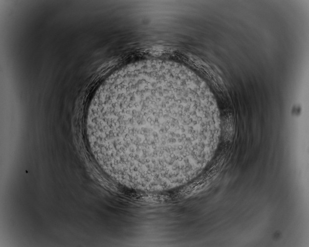 X0000103321105200810171355