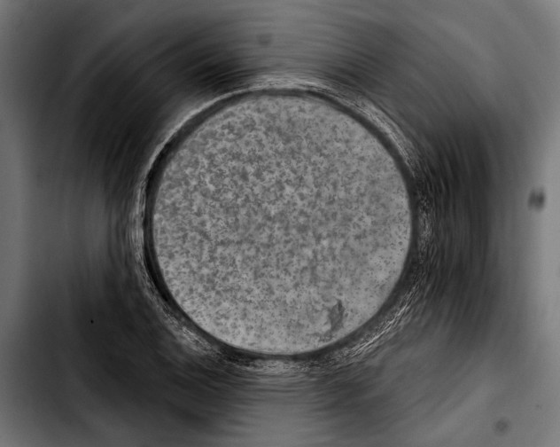 X0000103321124200810171355