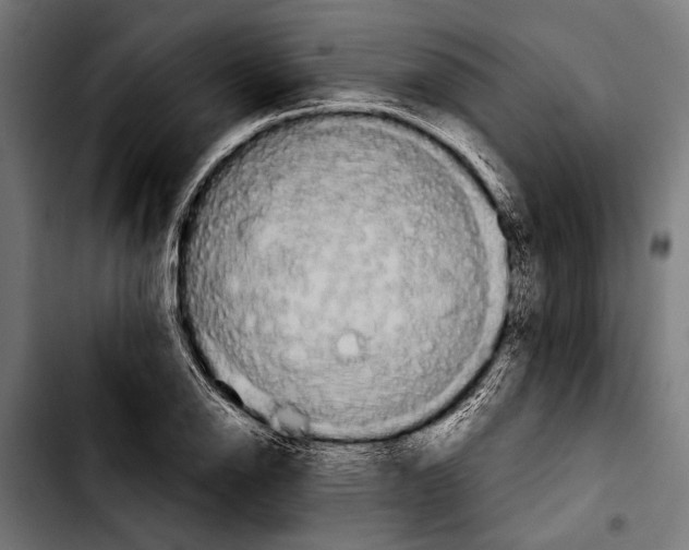 X0000103321126200810171355