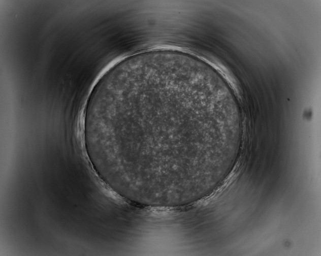 X0000103321198200810171354