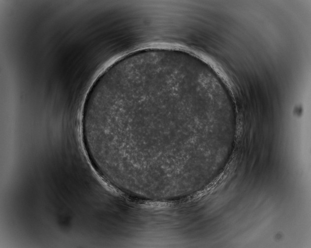 X0000103321237200810171354