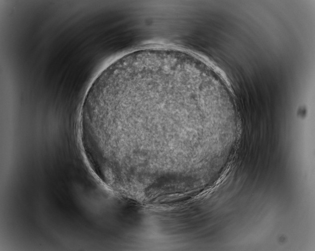 X0000103321239200810171354