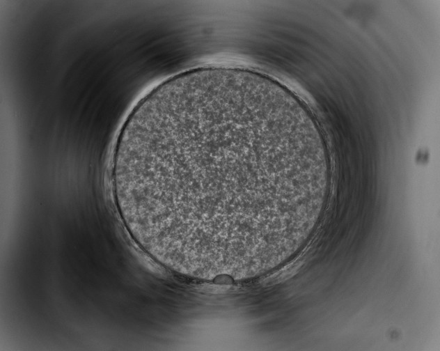 X0000103321248200810171354