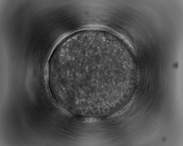 X0000103321275200810171353