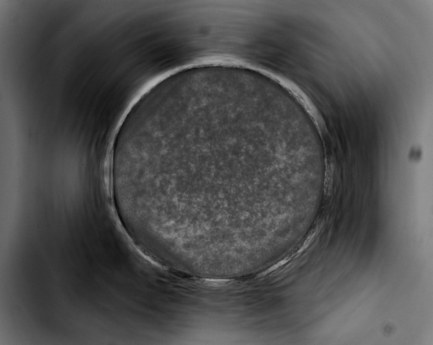 X0000103321295200810171353