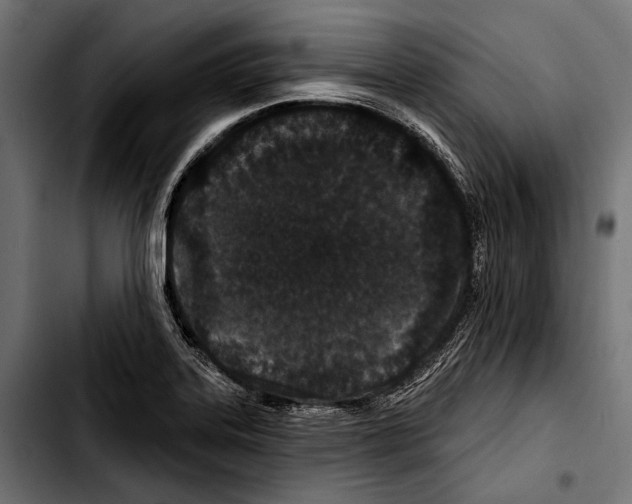 X0000103321323200810171352