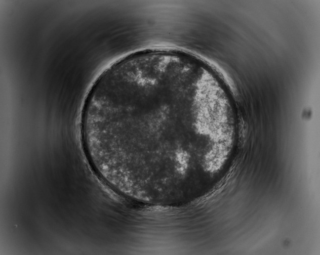 X0000103321327200810171352