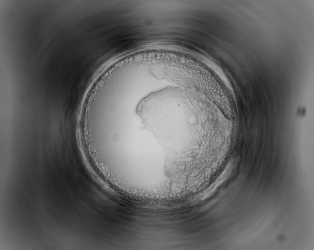 X0000103321338200810171353