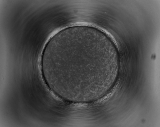 X0000103321373200810171352