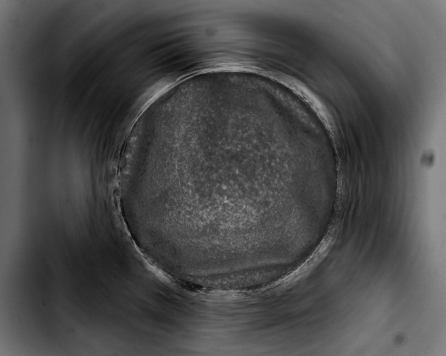 X0000103321385200810171351