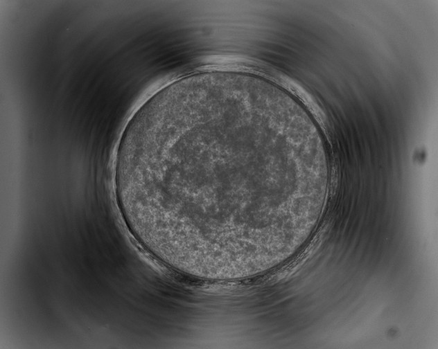 X0000103321386200810171351