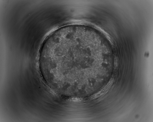 X0000103321411200810171351