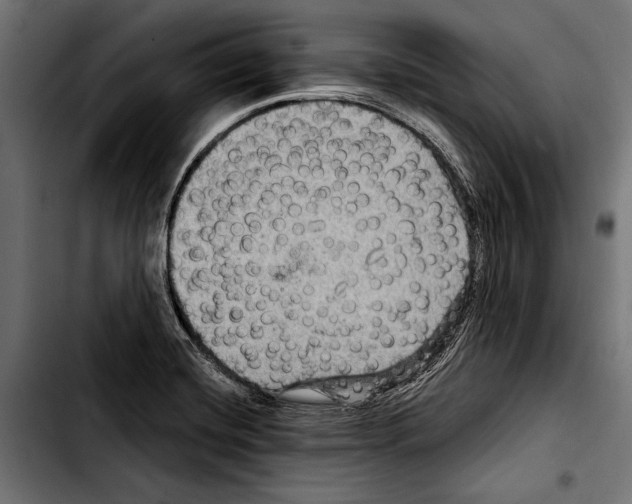 X0000103321420200810171351