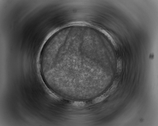 X0000103321466200810171350