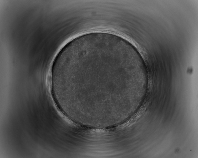 X0000103321515200810171349
