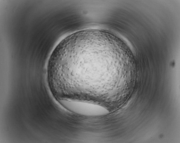 X0000103331483200809051010