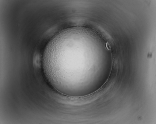 X0000103330026200809051221