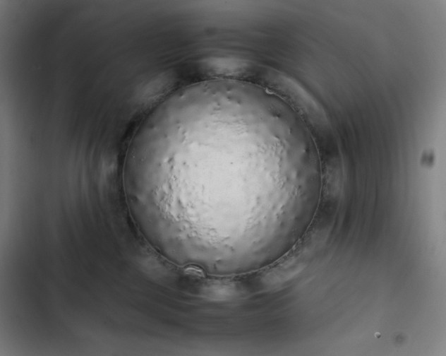 X0000103330377200809051215