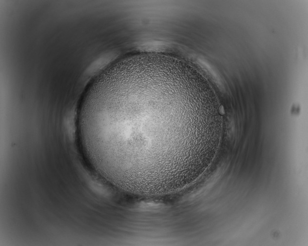 X0000103330586200809051211