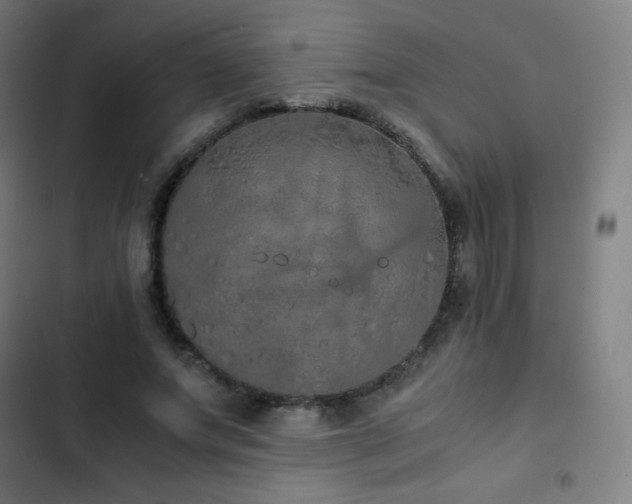 X0000103330687200809051210