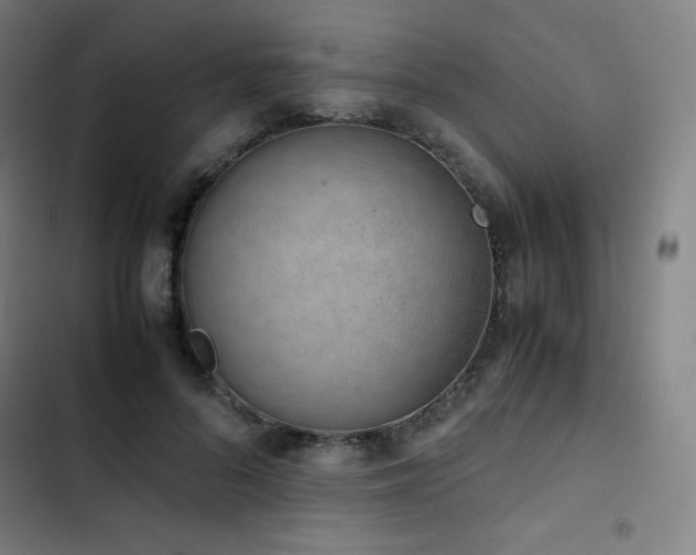 X0000103330696200809051210