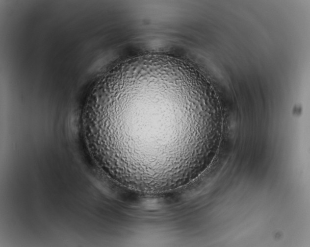 X0000103330746200809051209