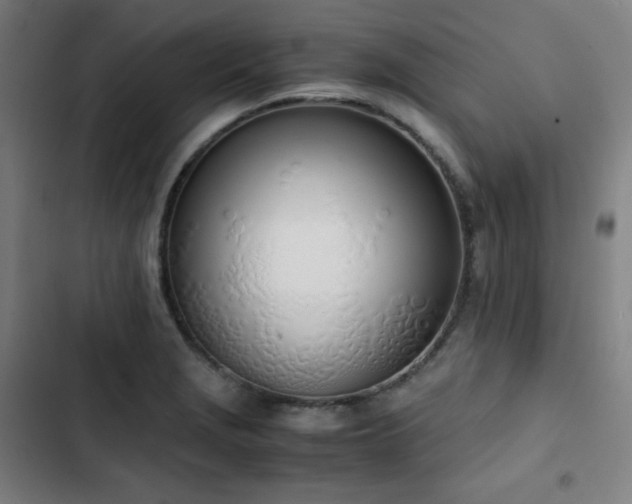 X0000103331229200809051202