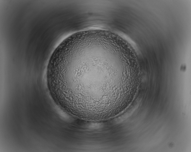 X0000103331423200809051159