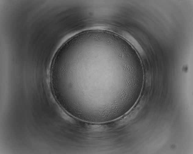 X0000103331436200809051159