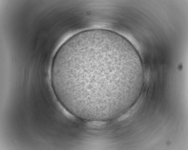 X0000103331294200809192155