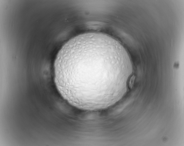 X0000103331394200809192153