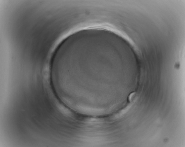 X0000103331506200809192152