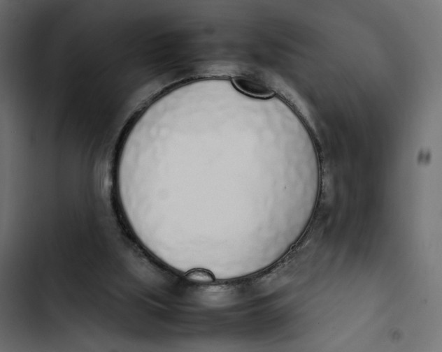 X0000103330059200809261210