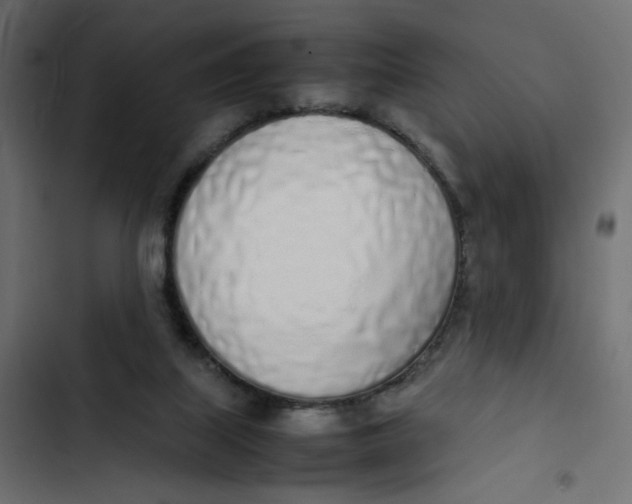 X0000103330067200809261210