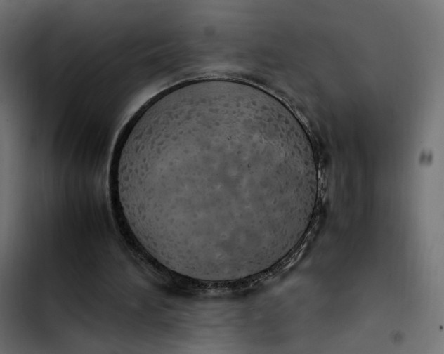 X0000103330196200809261208