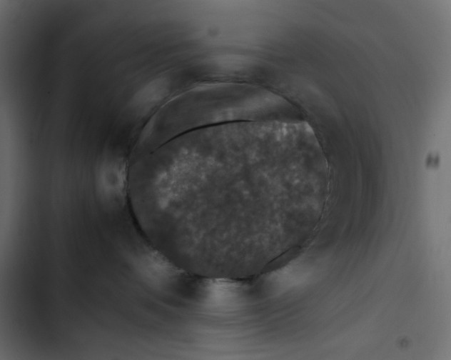 X0000103330336200809261207