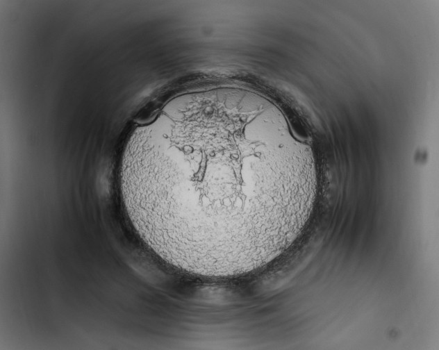 X0000103330596200809261203