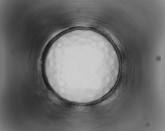 X0000103330779200809261200