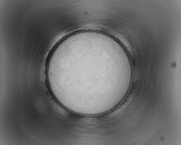 X0000103331075200809261155