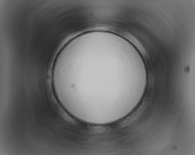 X0000103331436200809261150