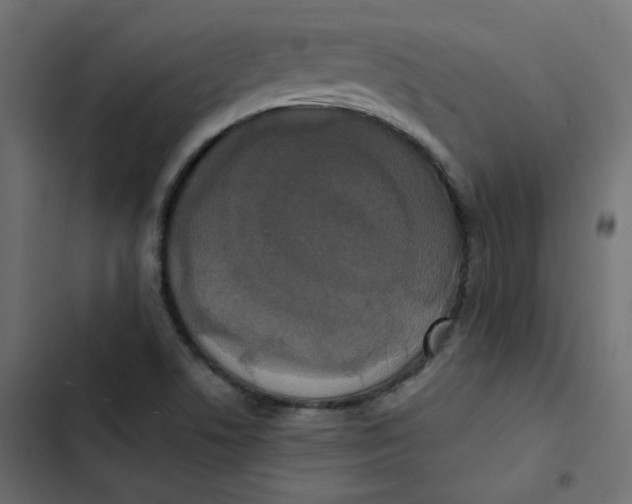 X0000103331506200809261148