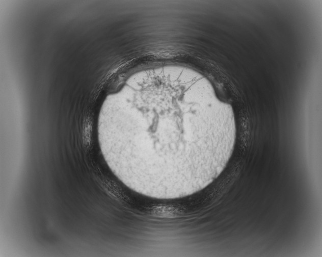 X0000103330596200810061016