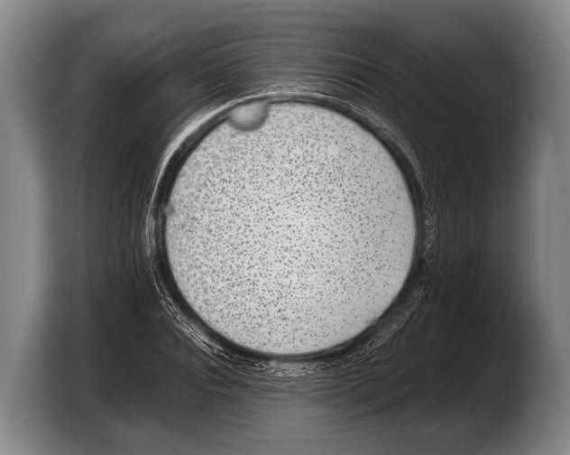 X0000103330928200810061011